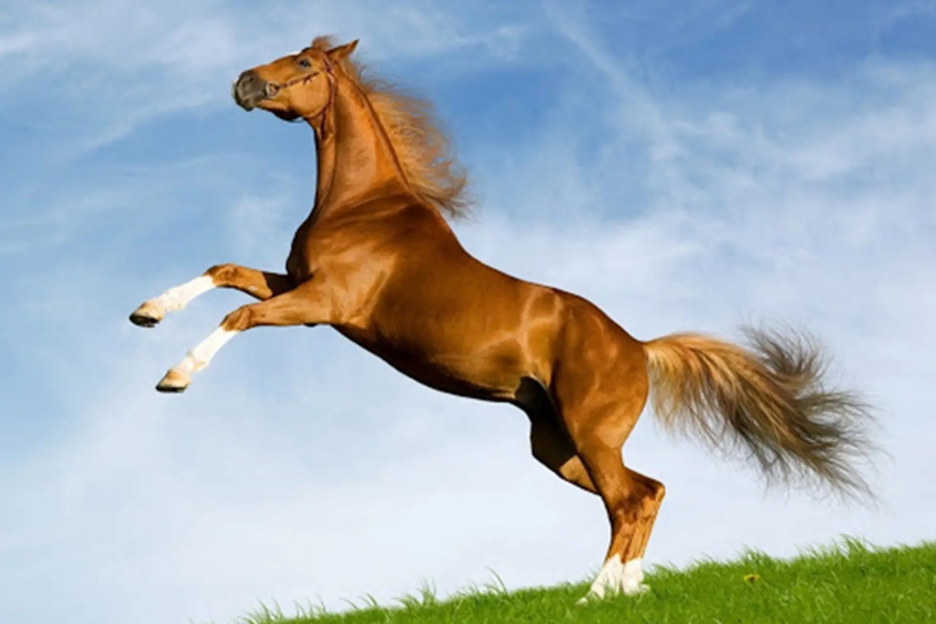 Các hướng cần tránh (Hung Tinh) cho tuổi Ngọ trong năm 2026